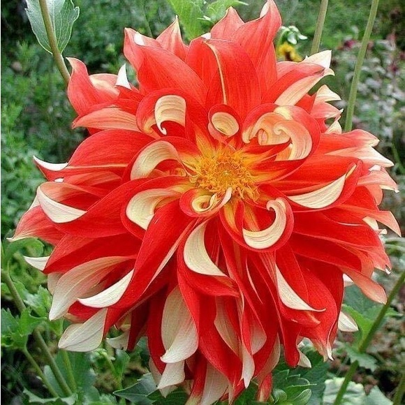 Meet your Posher, Gloria - Picture 7 of 15